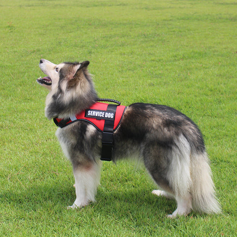 Pet harness